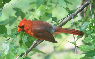 [Top-down side view of a male cardinal who has grey feathers mixed in with the red on its back. There is a completely light-grey section on his back where his body meets his tail. The bird is perched on a tree branch with green leaves below and behind him.]